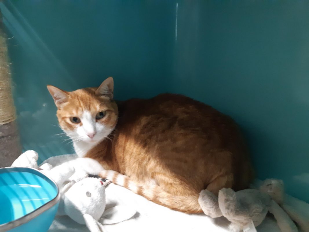 Hommel - Chat Européen à adopter - photo 6