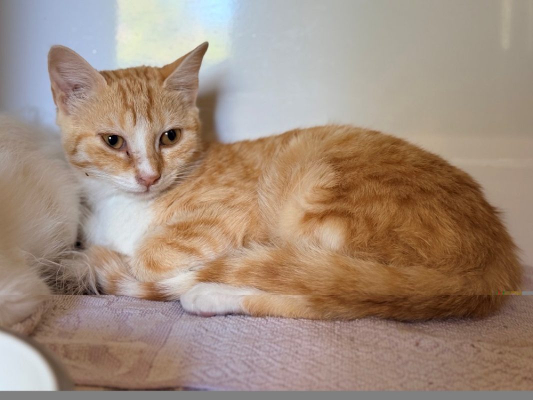 Laslo - Chat Européen à adopter