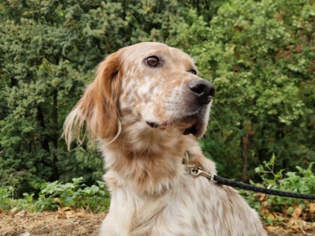 Sultan - Chien Setter Anglais à adopter