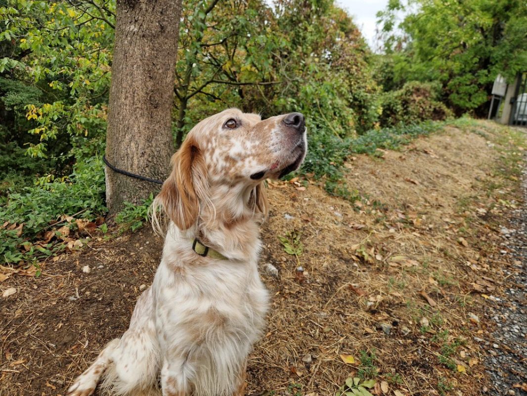 Sultan - Chien Setter Anglais à adopter - photo 2
