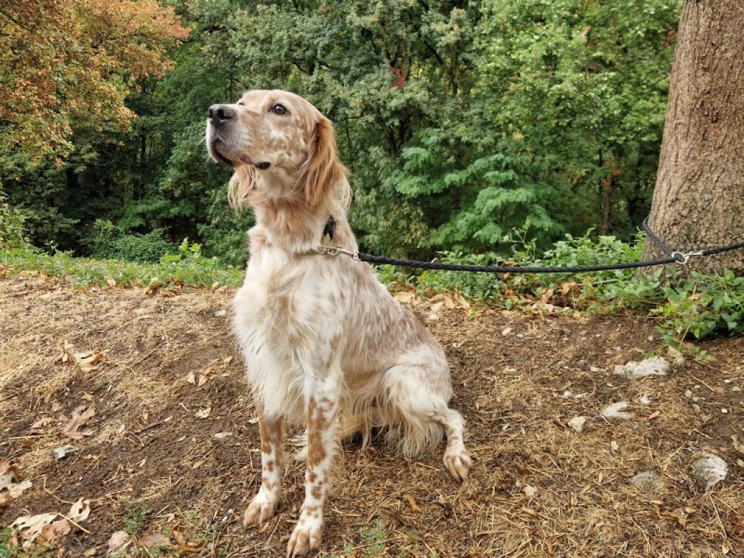 Sultan - Chien Setter Anglais à adopter - photo 3