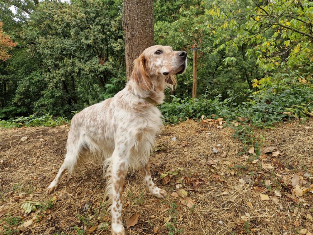 Sultan - Chien Setter Anglais à adopter - photo 4