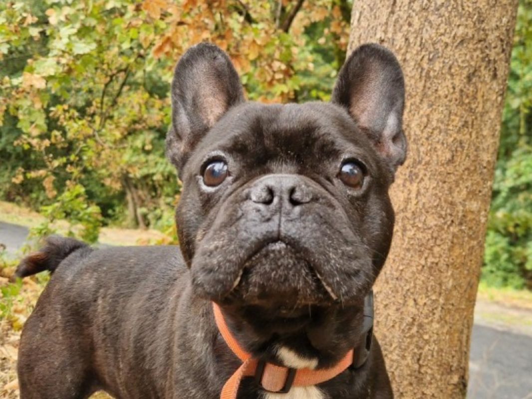 Nugget - Chien Bouledogue Français à adopter