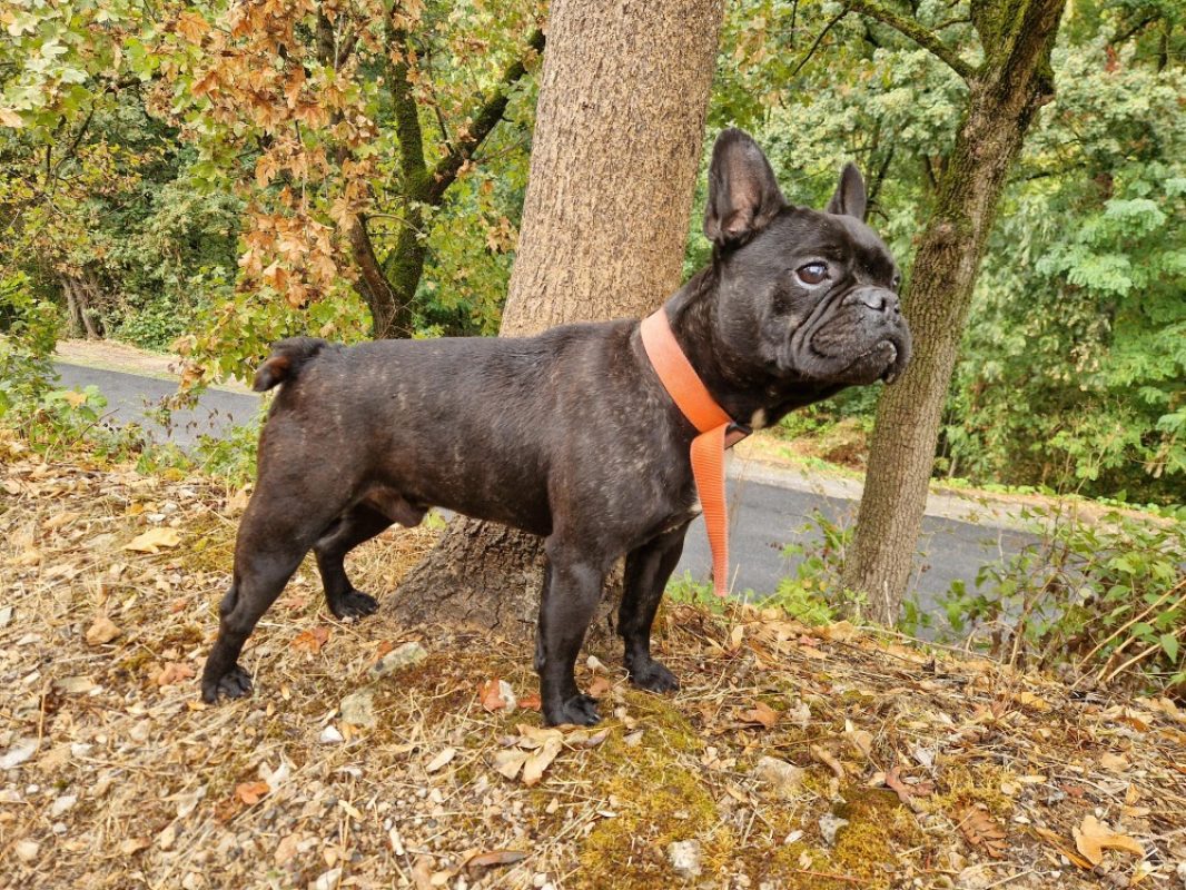 Nugget - Chien Bouledogue Français à adopter - photo 2