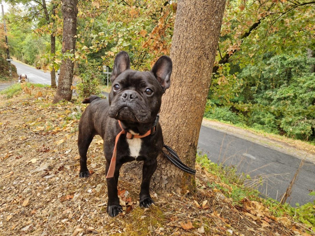 Nugget - Chien Bouledogue Français à adopter - photo 3