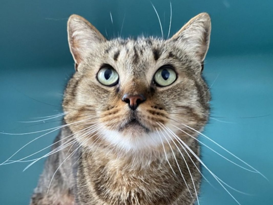 Calimero - Chat Européen à adopter - photo 2