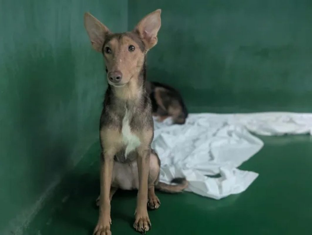 Sadie - Chien à adopter