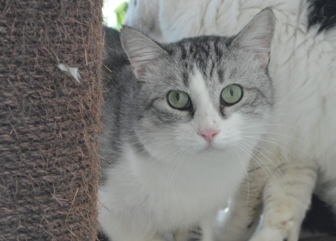 Végas - Chat Européen à adopter
