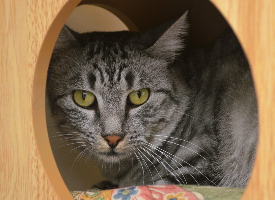 Valois - Chat Européen à adopter