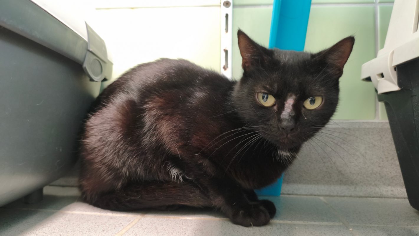 Bolivie - Chat Européen à adopter