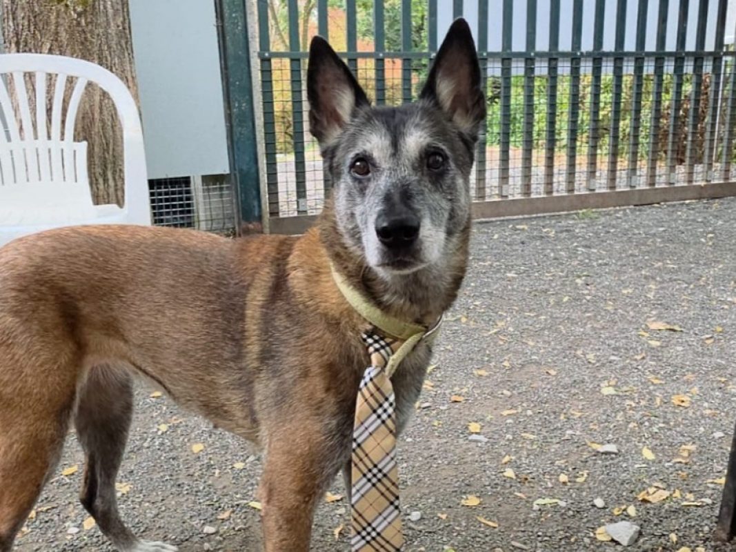 Mila - Chien Berger Belge Malinois à adopter