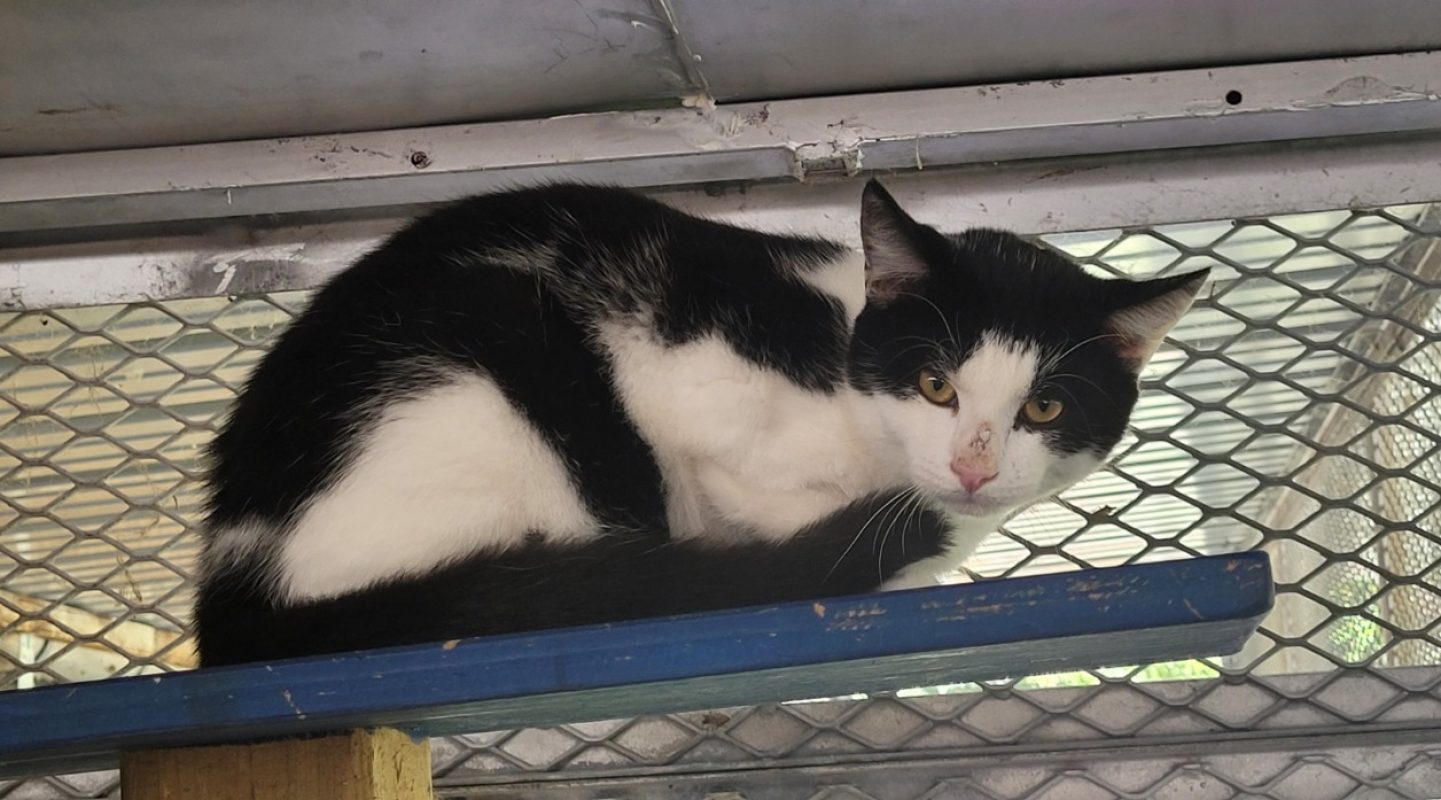 Berlioz - Chat Européen à adopter