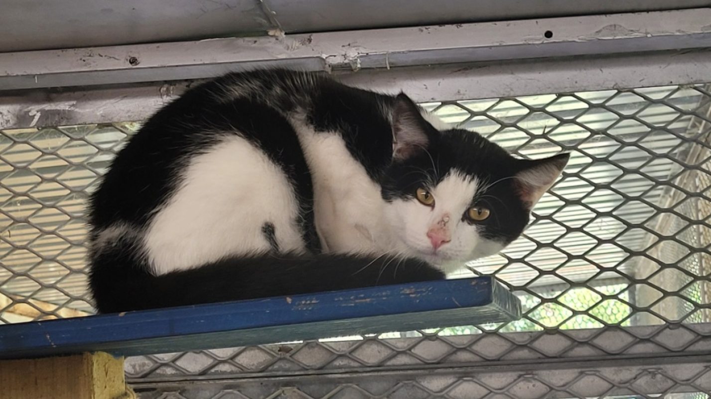 Berlioz - Chat Européen à adopter - photo 2