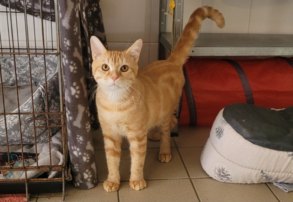 Tigger - Chat Européen à adopter