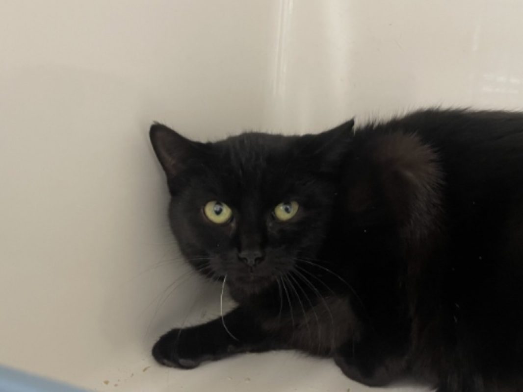 Zina - Chat Européen à adopter