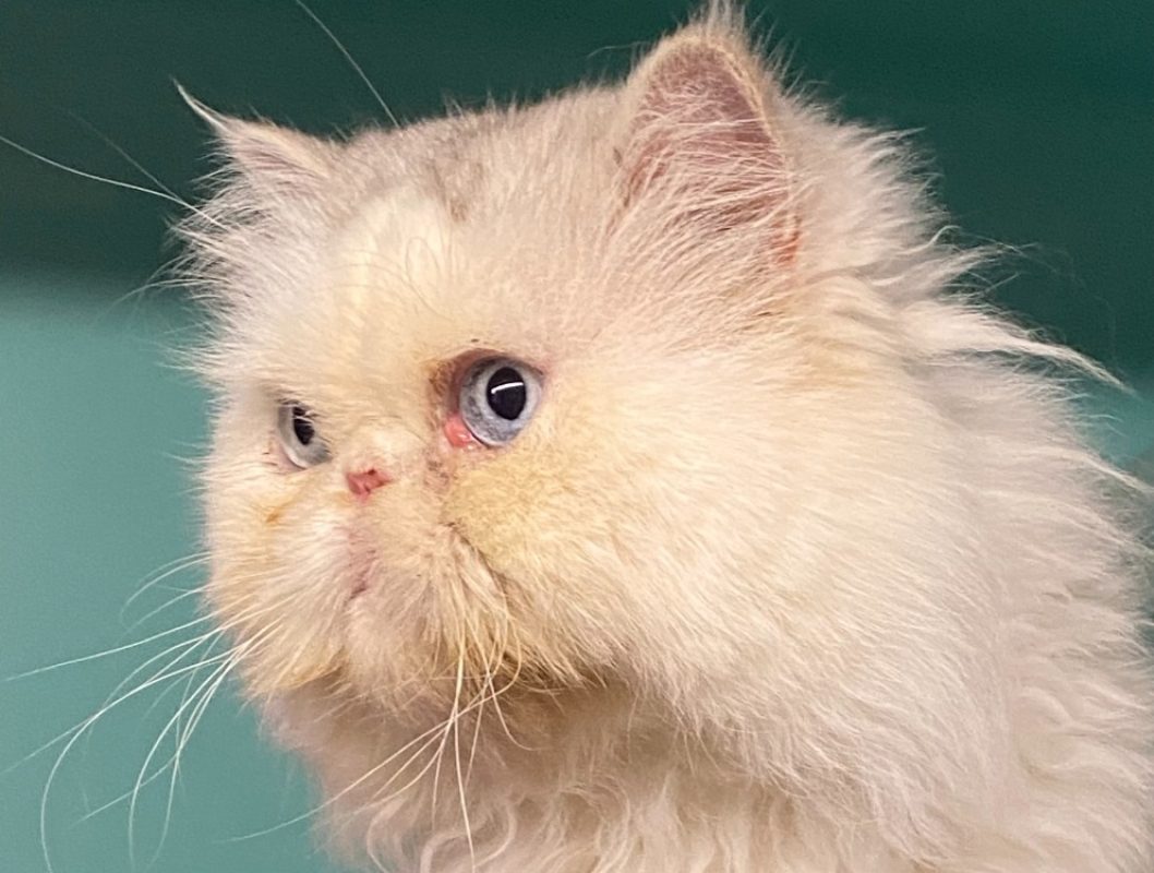 Kheops - Chat Persan à adopter