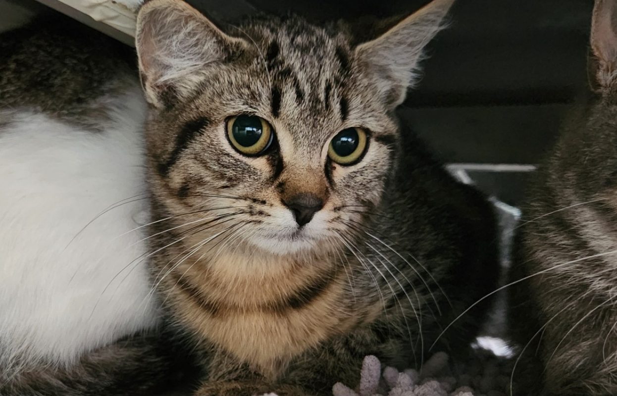 Rua - Chat Européen à adopter