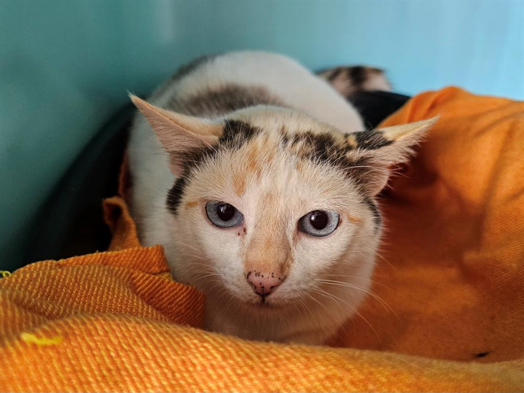 Photo #1 de Seraphina