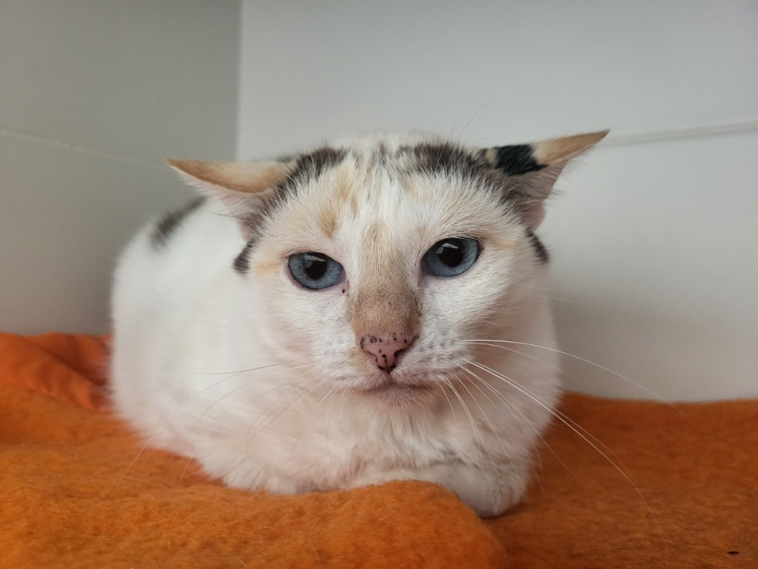 Photo #2 de Seraphina