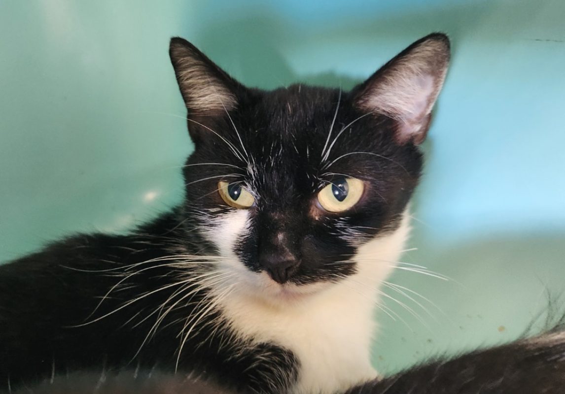 Brome - Chat Européen à adopter