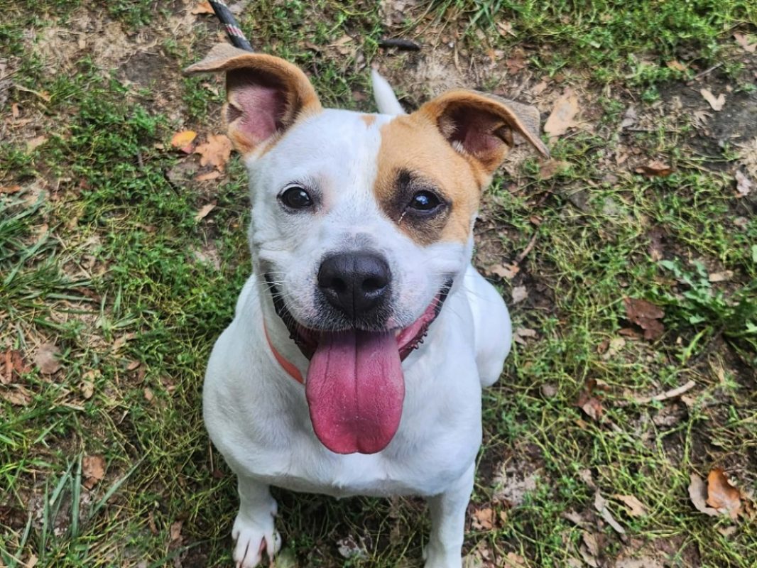 Cardi - Chien Boxer à adopter