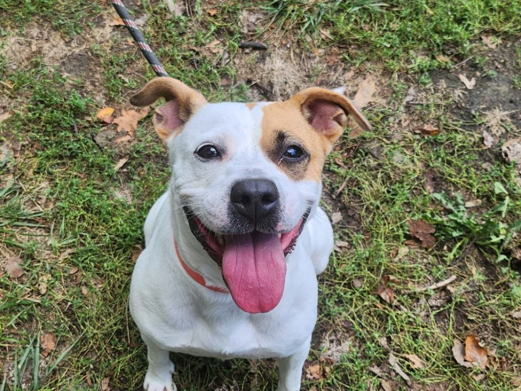 Cardi - Chien Boxer à adopter - photo 2