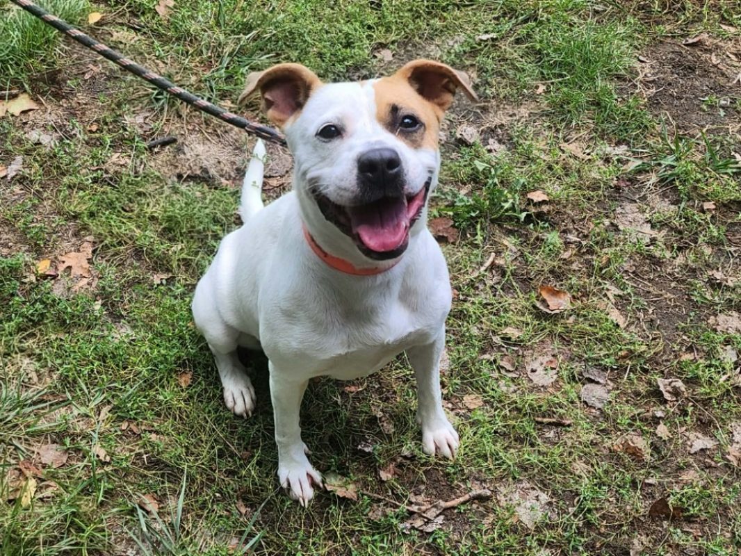 Cardi - Chien Boxer à adopter - photo 3