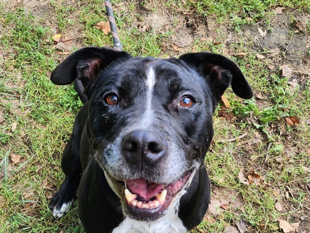 Zelda - Chien à adopter