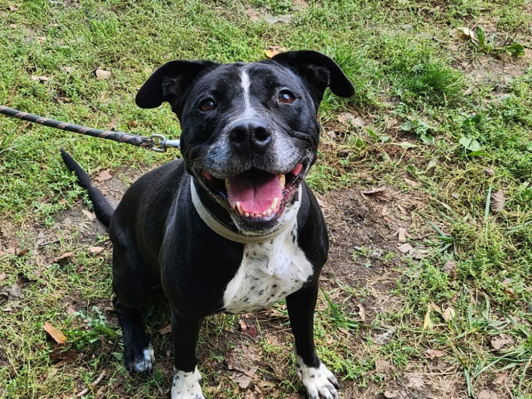 Zelda - Chien à adopter - photo 2