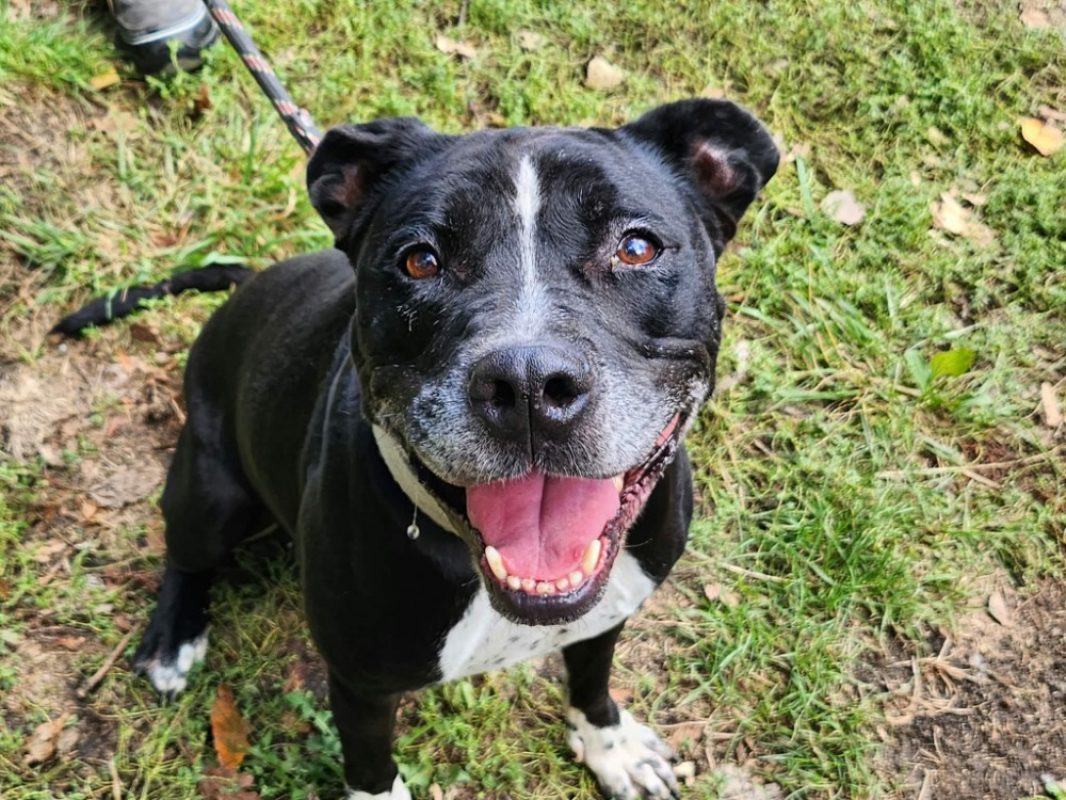Zelda - Chien à adopter - photo 3