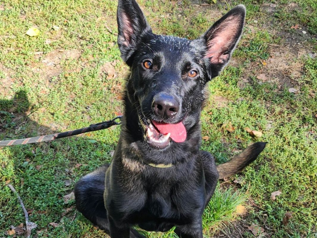 Baloo - Chien Berger Belge Malinois à adopter