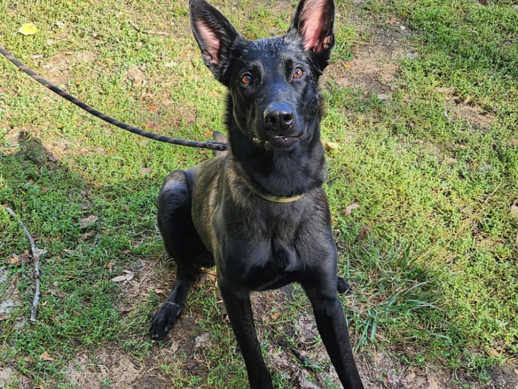Baloo - Chien Berger Belge Malinois à adopter - photo 2