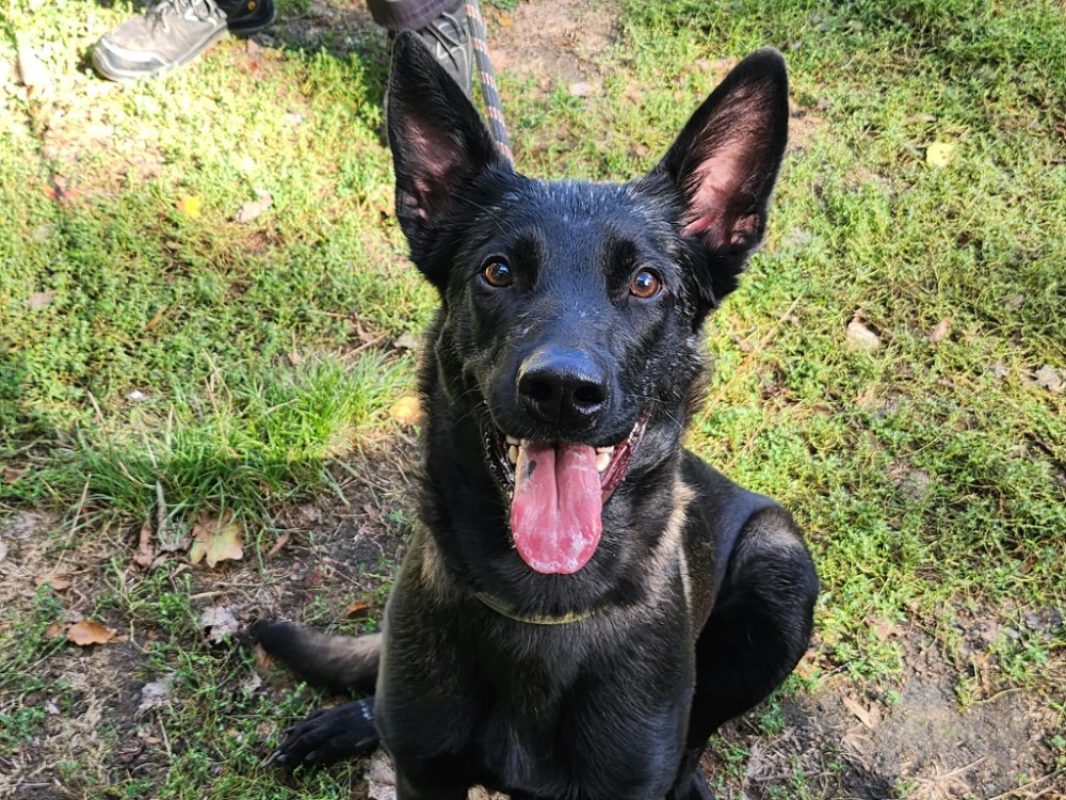 Baloo - Chien Berger Belge Malinois à adopter - photo 3