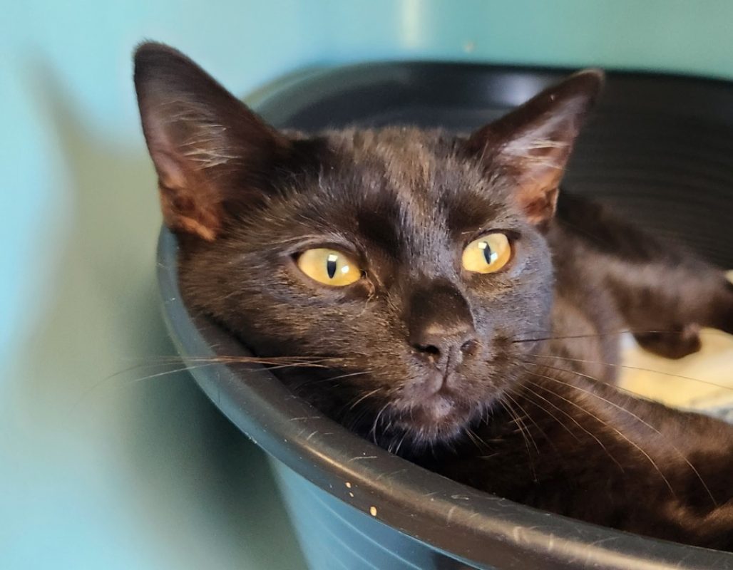 Belle - Chat Européen à adopter