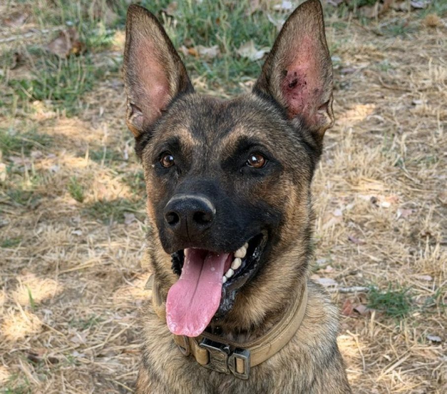 Veloce - Chien Berger Belge Malinois à adopter