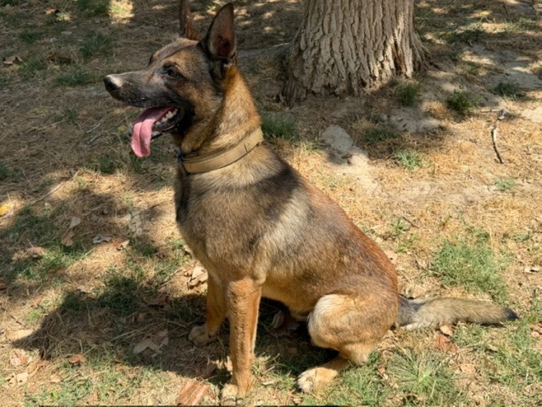 Veloce - Chien Berger Belge Malinois à adopter - photo 2