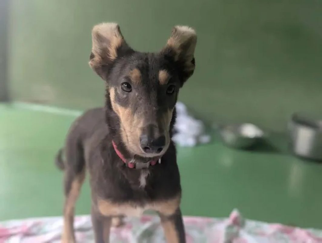 Eden - Chien à adopter