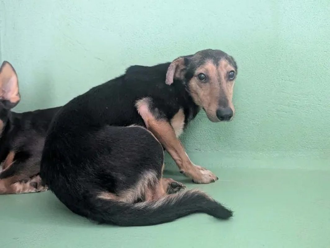 Oslon - Chien à adopter