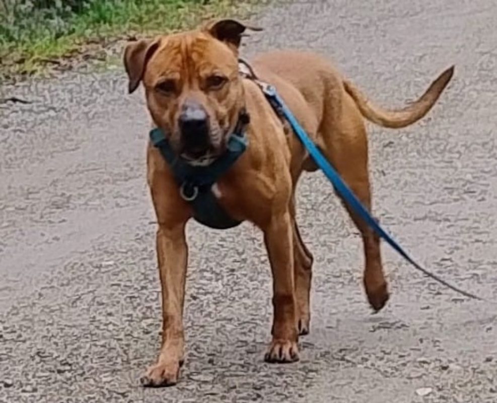 Bugs bunny - Chien à adopter - photo 2