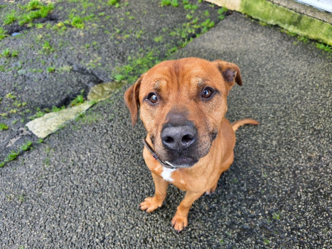 Bugs bunny - Chien à adopter - photo 4
