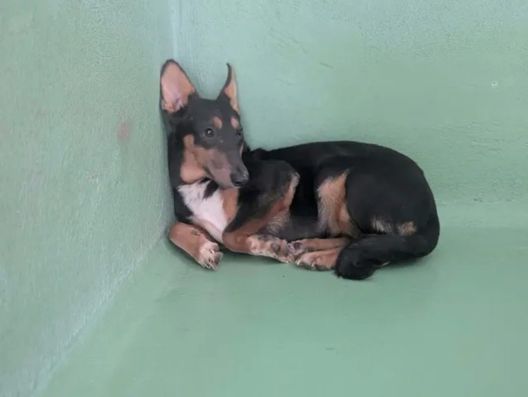 Sunny - Chien à adopter