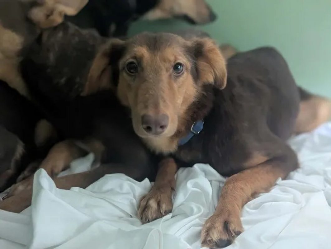 Hope - Chien à adopter