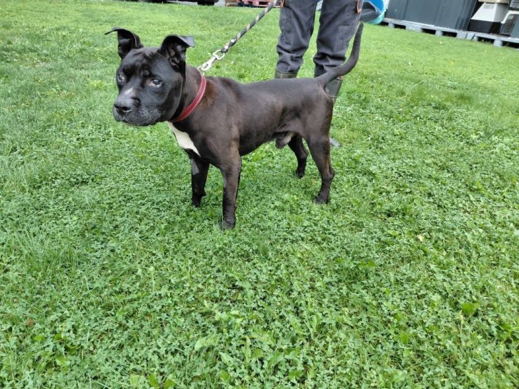 Tyson - Chien à adopter