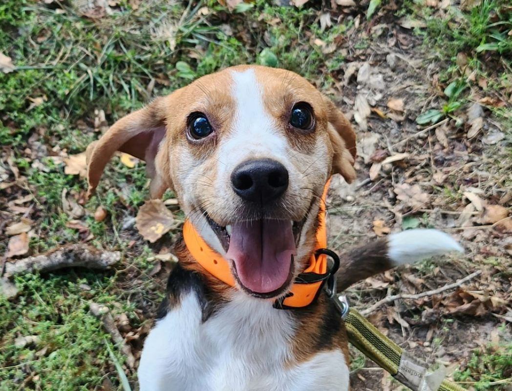Vampiro - Chien Beagle à adopter