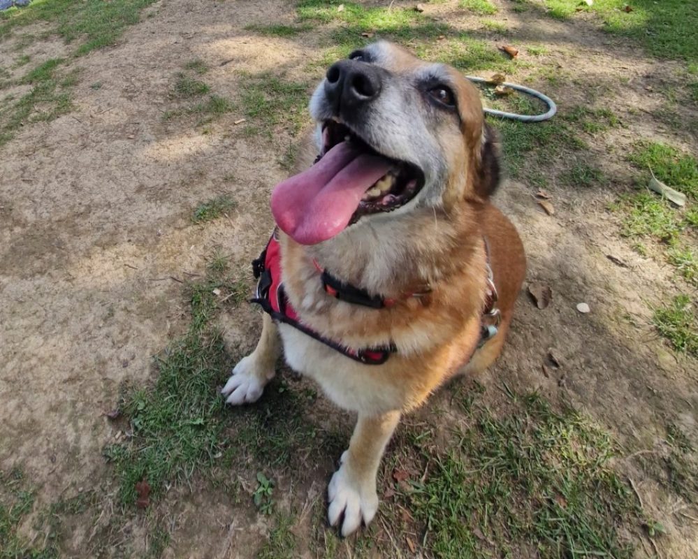 Miss - Chien à adopter