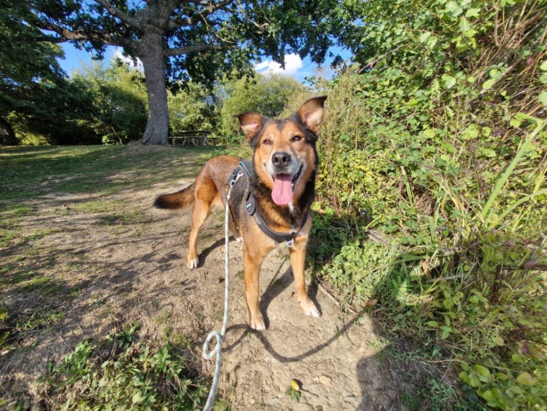 Otone - Chien Berger Belge Malinois à adopter