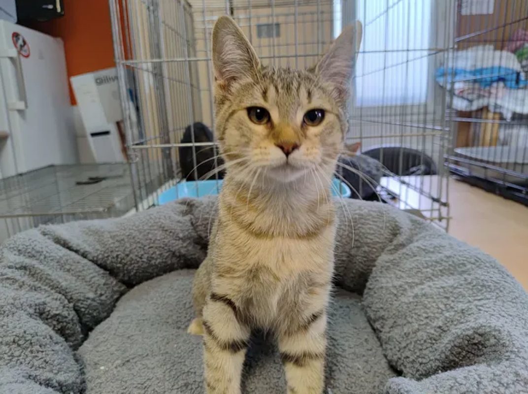 Holiday - Chat Européen à adopter