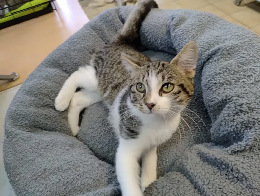 Sunday - Chat Européen à adopter
