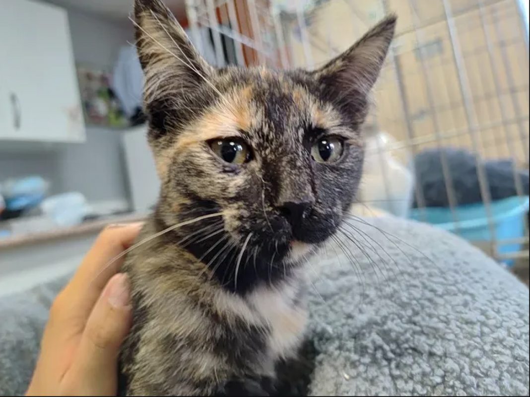 Summer - Chat Européen à adopter