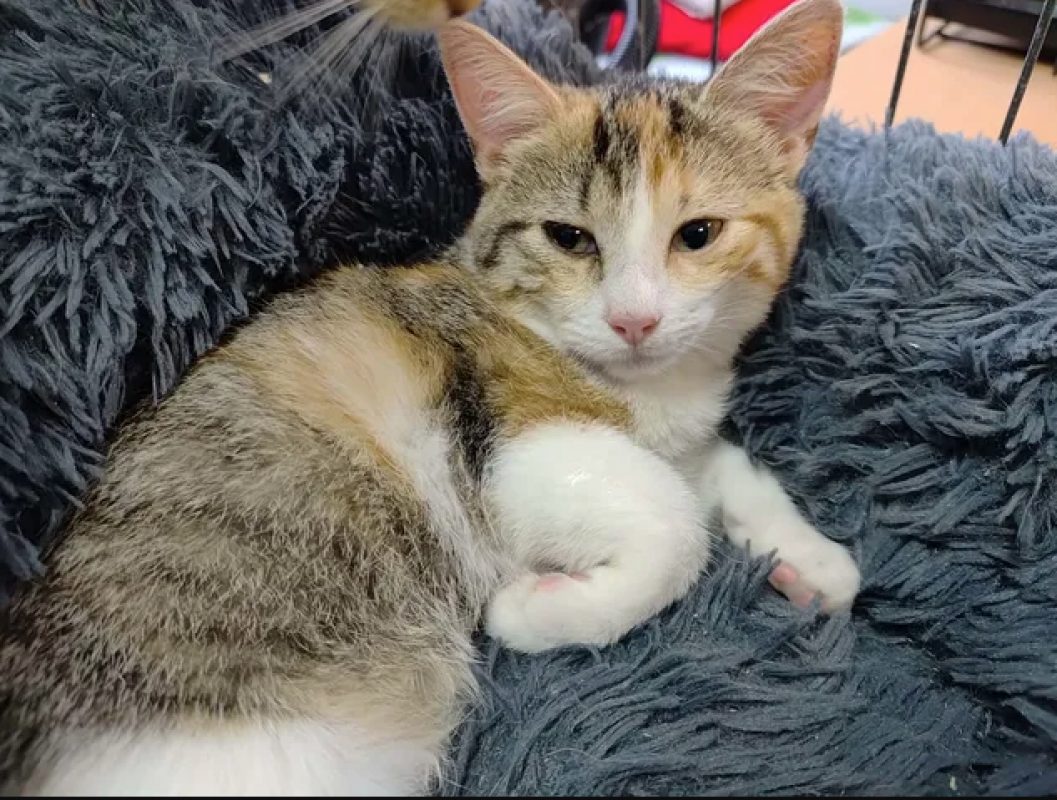 Automne - Chat Européen à adopter